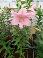 [5332 Berbiano VH No02.JPG]